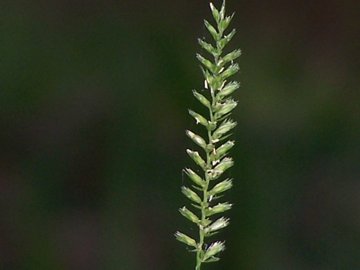 Cynosurus cristatus